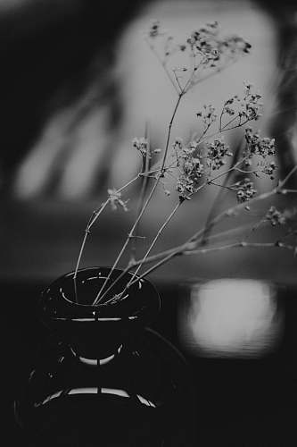 plant black and white floral textile ikebana