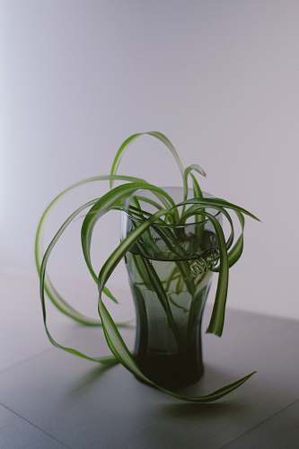 plant green-leafed plant in glass cup jar