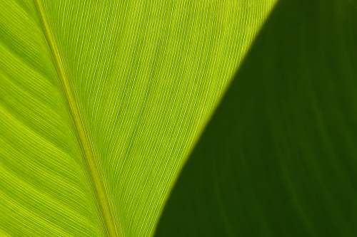 leaf  plant