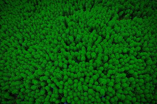 vegetation aerial photography of forest bush
