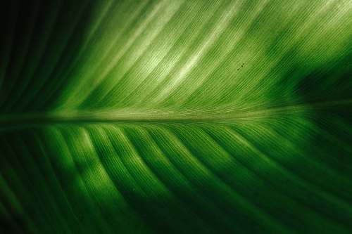plant close-up of green elaf leaf