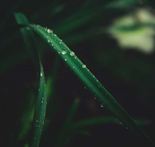 droplet close-up of linear leafed plant grass