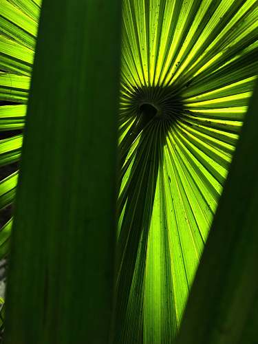 silhouette close-up of long-leafed plant arecaceae