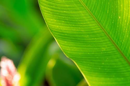 leaf closeup photo of green leaf plant