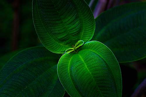 plant focus photography of green leaves leaf