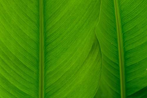 leaf green and white leaf plant plant