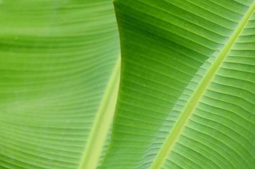 plant green banana leaves vegetation