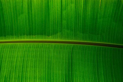leaf green banana lef plant