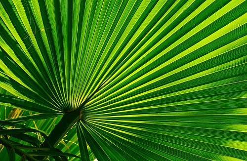 light green fan palm palm tree