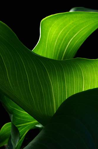 leaf green leaf plant