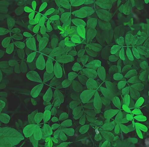 leaf green leaf plant close-up photography plant