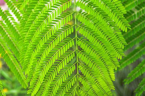 plant green leaf plant close-up photography leaf