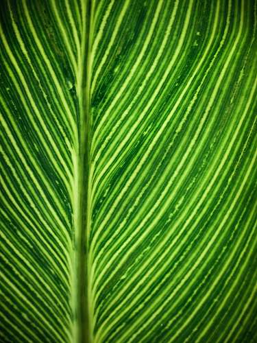 plant green leaf leaf