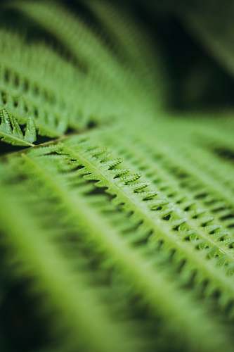 zipper green-leafed plant teal