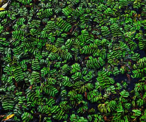 plant green-leafed plants moss