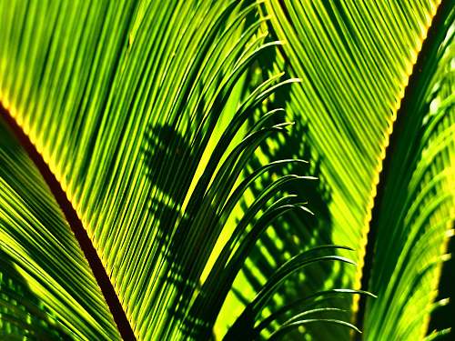 leaf green leaves plant