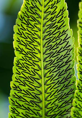 plant green leaves leaf