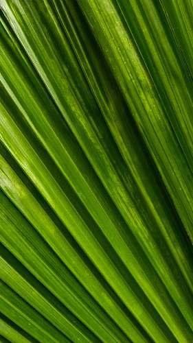 leaf green line wallpaper plant