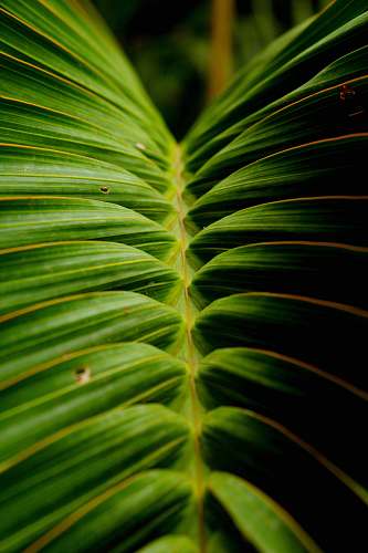 leaf green linear leaf plant plant