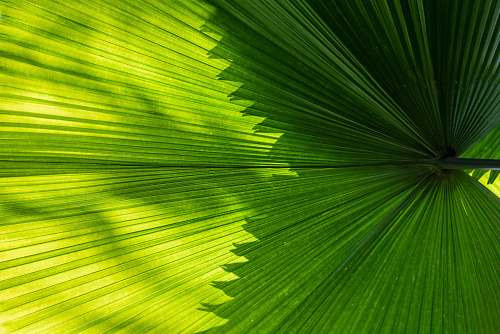leaf green palm tree plant