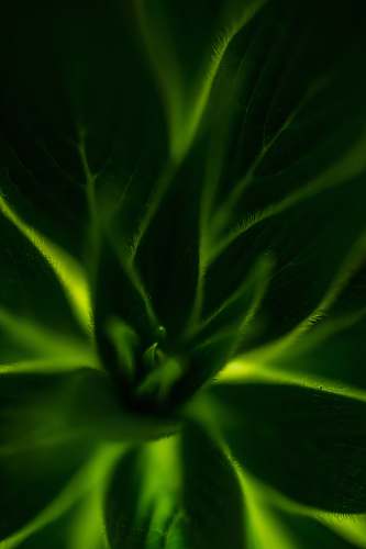 leaf green plant plant