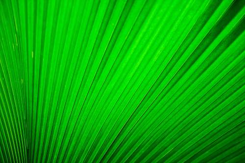 pattern green pleated textile leaf