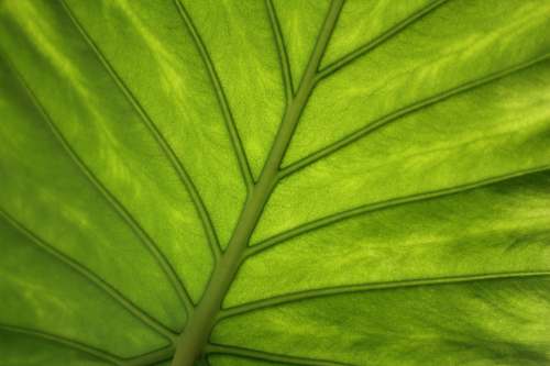 plant green taro plant leaf