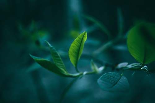 plant green tree leaf