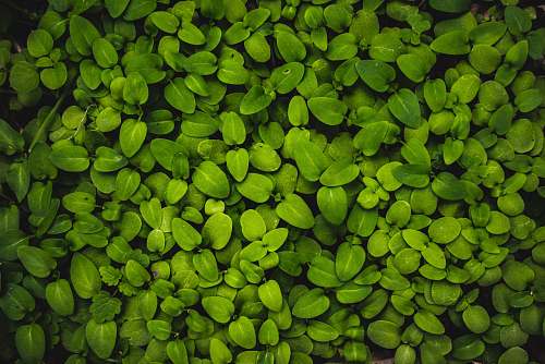 plant macro photography of green leaf plants leaf