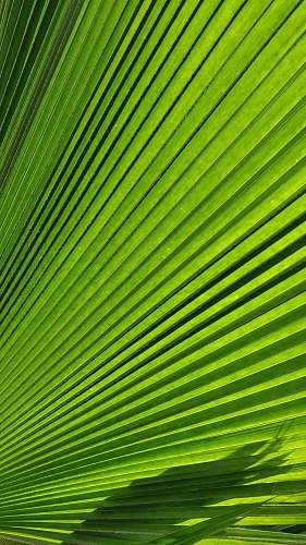 plant macro photography of green palm leaf texture