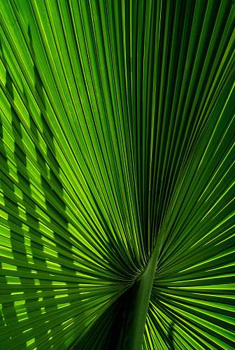 plant photo of green plant cairns botanic gardens