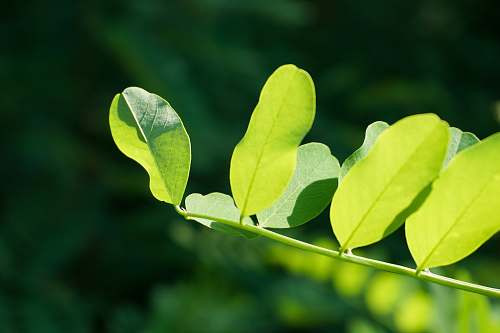 plant selective focus photo of green fern leaf leaf