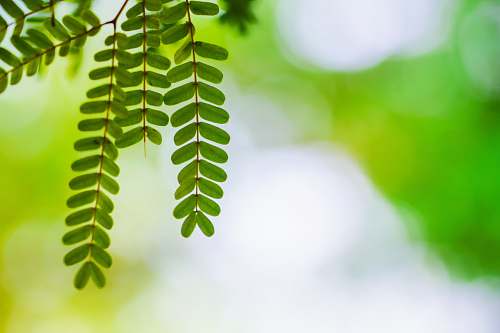 plant selective focus photo of green leaf leaf