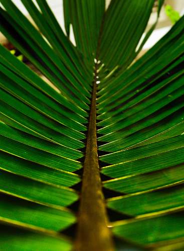 leaf shallow focus photo of green leaves plant
