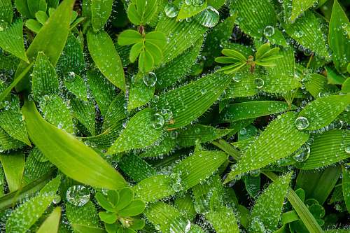 plant water dew on leaves leaf