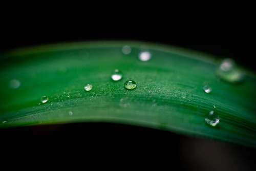 plant waterdew on green leaf leaf