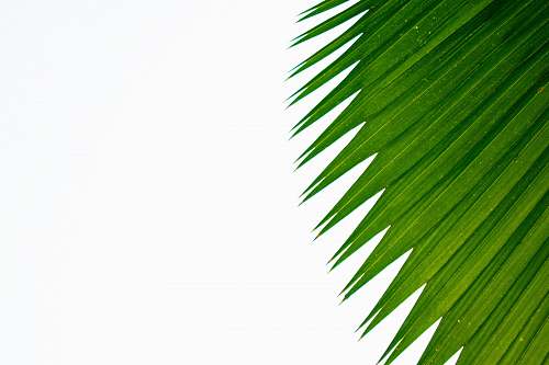plant  green