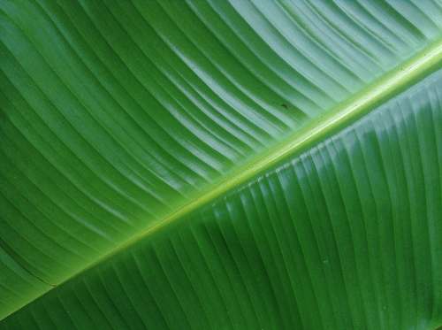 plant banana leaf green