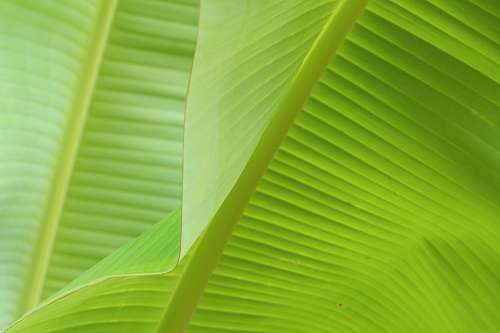 plant close view of banana leaves green