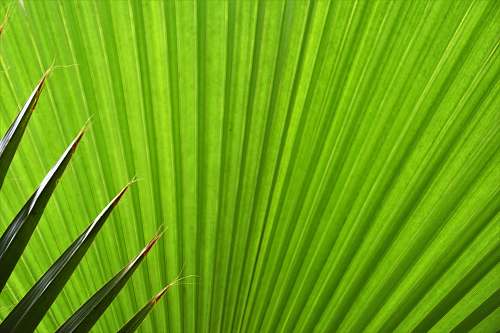 plant green fan palm plant leaf green