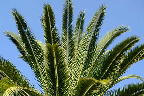 plant green fern under blue sky green