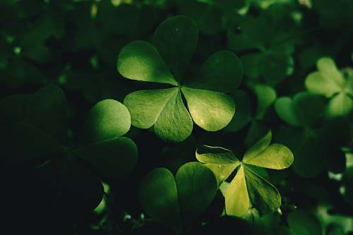plant green-leafed plant green