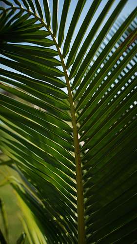 plant green palm leaf during daytime green
