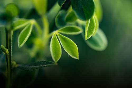 plant green plant green
