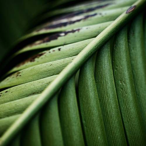 plant macro photography of green leaf green