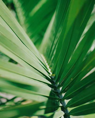 plant selective focus photo of green coconut leaf green