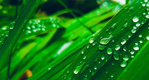 plant water dew on leaves green