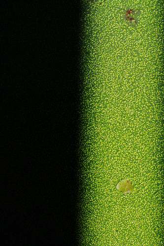 green  wichita