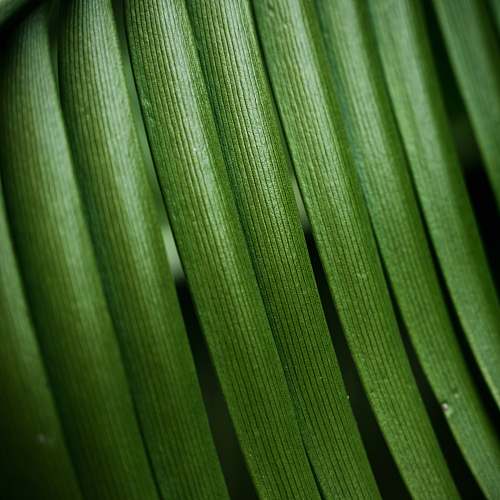 green close-up photo of green leaf veins