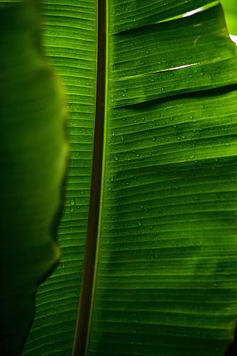 green green banana leaves book